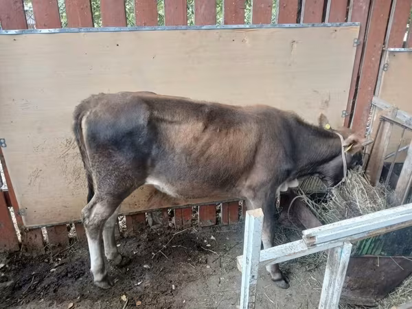 گاو نر, گاو