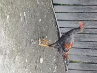 Chickens — foto 8