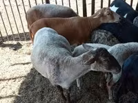Biri-biri betina, Sheep — foto 1