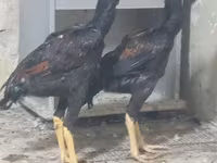 Chickens — รูปภาพ 2