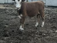 ثور, Simmental cattle — الصورة 4