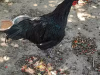 Australorp — foto 6