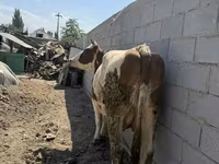 Krowa, Swiss cattle — zdjęcie 5