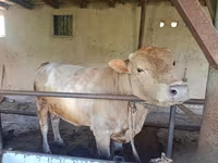 Touro, Simmental cattle — foto 3