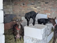 Koza, Kozy — zdjęcie 5