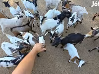 Kambing betina, Nigerian dwarf goats — foto 5