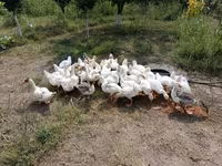 Geese — foto 2