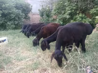 Kambing jantan, Sheep — foto 1