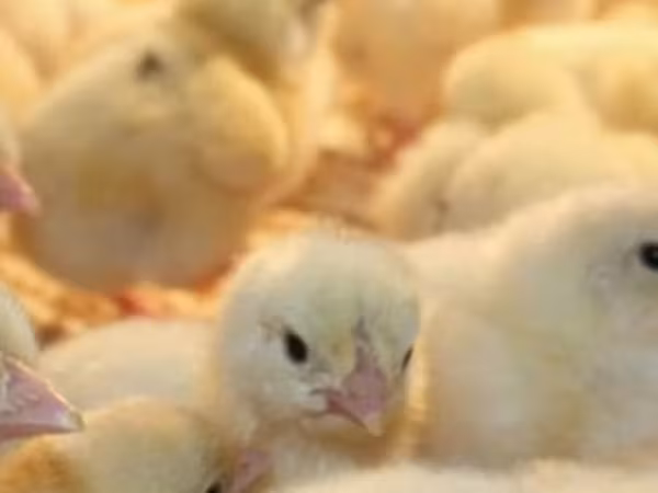 Chickens — Kyrgyzstan