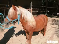 Άλογο, Shetland Pony — φωτογραφία 2