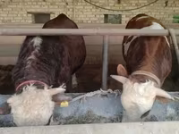 گاو نر, Simmental cattle — عکس 4