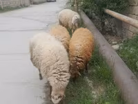 Sheep, Sheep — photo 1