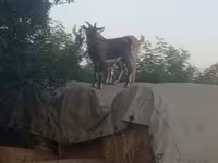 Kambing jantan, Goats — foto 1
