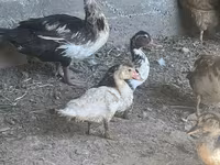 Chickens — акс 3