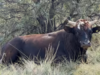 Toro, Ganado vacuno — foto 2