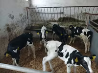 Kvæg (parti, køn ikke angivet), Russian Black pied cattle — foto 1