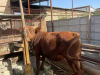گاو نر, گاو — عکس 2
