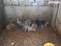 Bantam Nhật Bản — ảnh 2