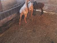 میش, Karakul sheep — عکس 2