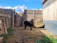 قوچ, Hissar sheep — عکس 7