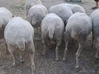 میش, گوسفند — عکس 2