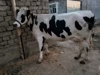 Koe, Holsteinras — foto 1