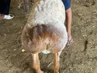 Koç, Arashan sheep — foto 3