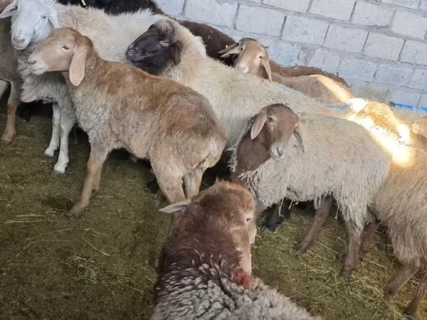 Pecore