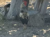 Turkeys — акс 6