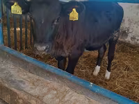 Vacă, Aberdeen-Angus — foto 2