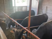 ষাঁড়, এবার্ডিন-অ্যাঙ্গাস — ছবি 2