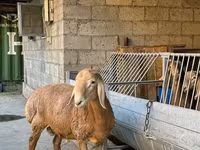 Widder, Arashan sheep — Foto 1