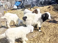 बकरा, Saanen goat — फ़ोटो 2