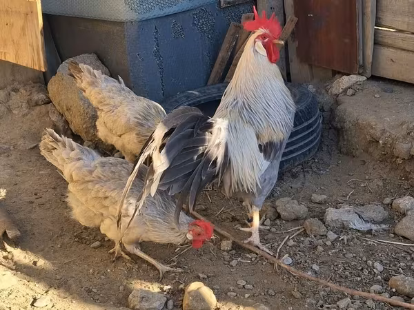 Leghorn