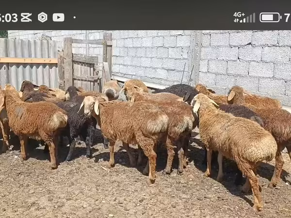 Beran, Kazakh fat-tailed coarsewool sheep