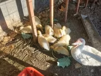 Ducks — Foto 3