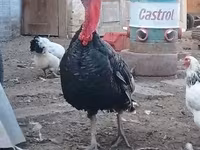 Turkeys — الصورة 1