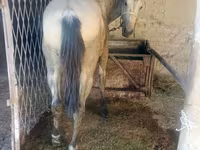 اسب نر, French Trotter — عکس 1