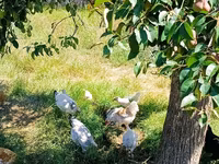 Chickens — ფოტო 1
