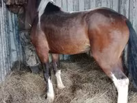 اسب نر, Altai horse — عکس 2