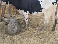 गाय, Russian Black pied cattle — फ़ोटो 4