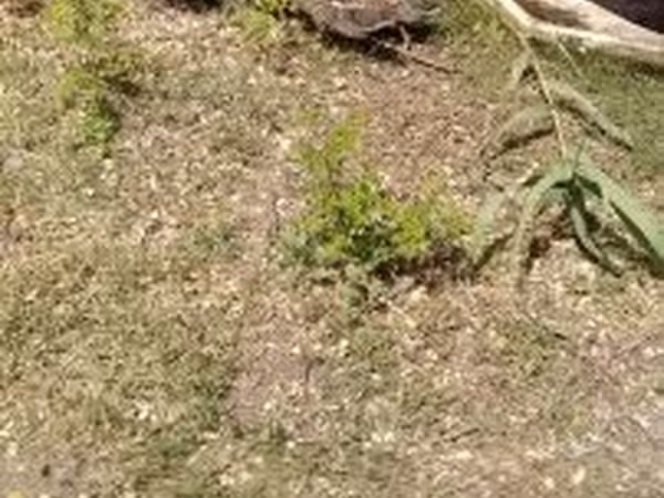 Ducks — Hungary