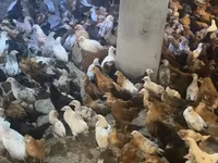 Chickens — عکس 2