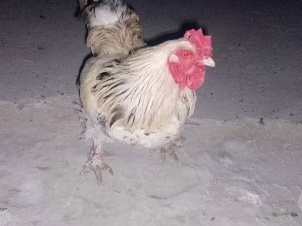 براهما