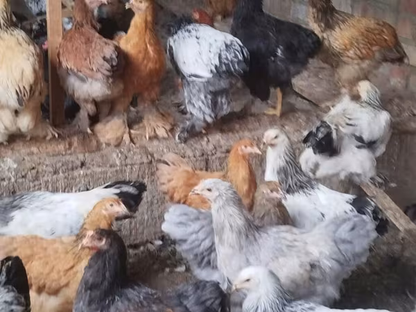 براهما