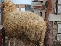 Ram, Schapen — foto 7