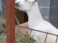 Capra, Saanen goat — foto 4