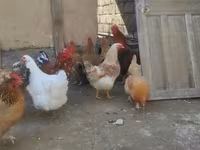 Chickens — รูปภาพ 4