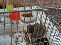 Məhsul: Nimfa (Cockatiel) papağanı və qəfəs dəsti Təsvir: - Rəng — รูปภาพ 2