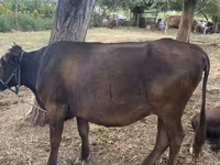 Lembu betina, Brown Latvian — foto 3
